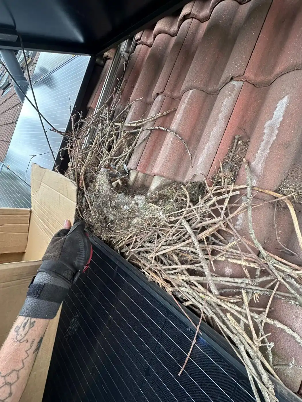 Nest eruit
